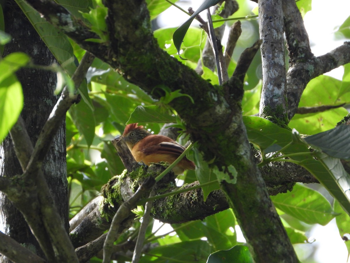 Batará Barrado - ML643751221