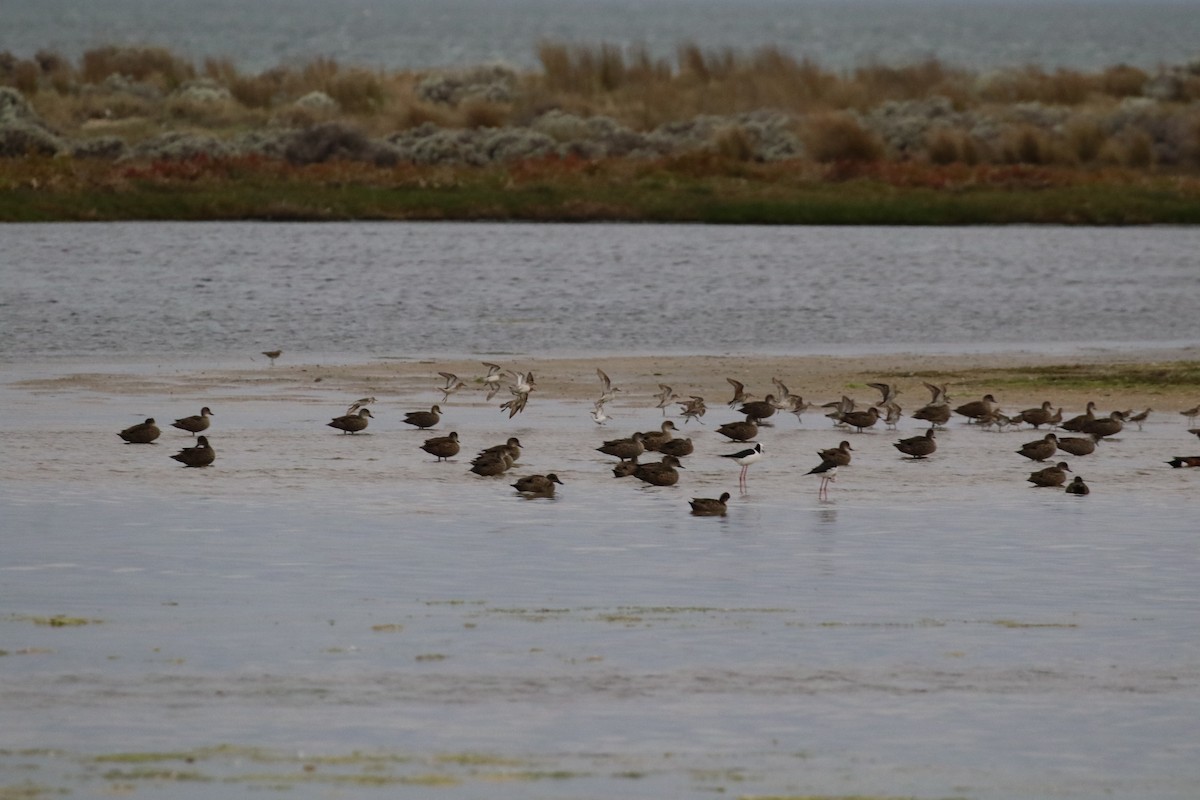 Сүүл элсэг - ML643751237