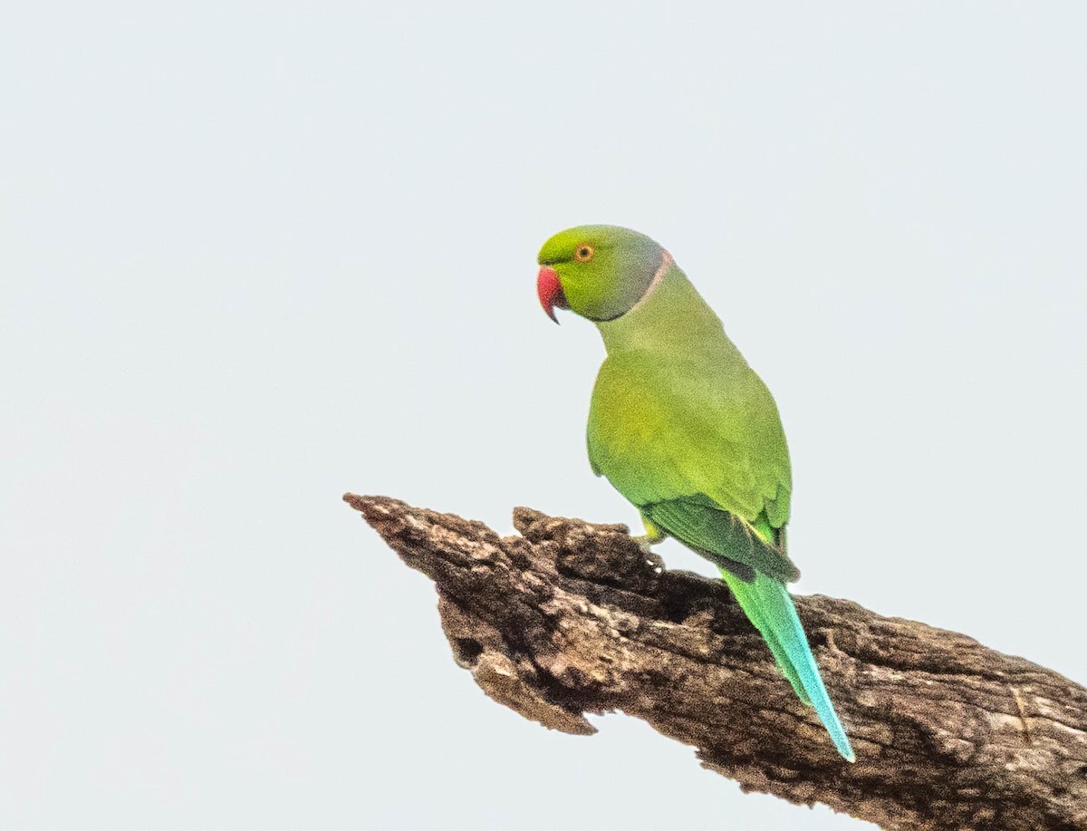 Rose-ringed Parakeet - ML643751239
