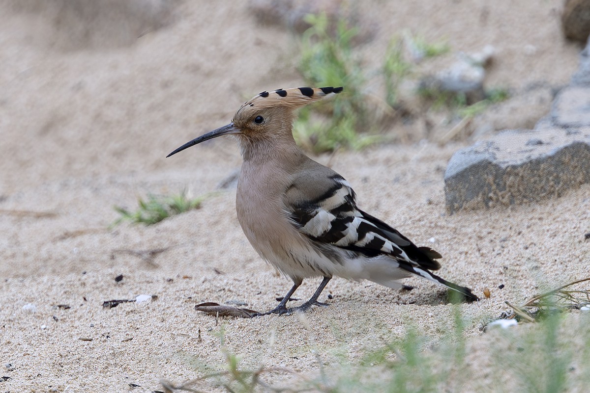 Удод - ML643751240