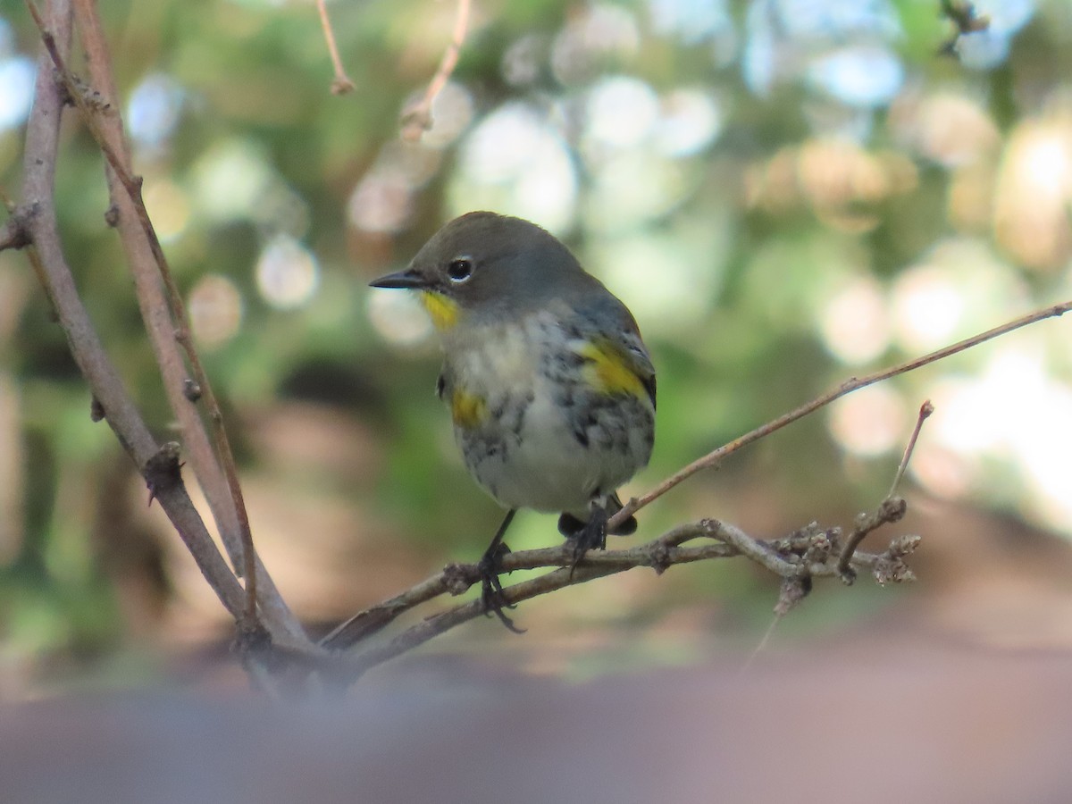Yellow-rumped Warbler - ML643751242