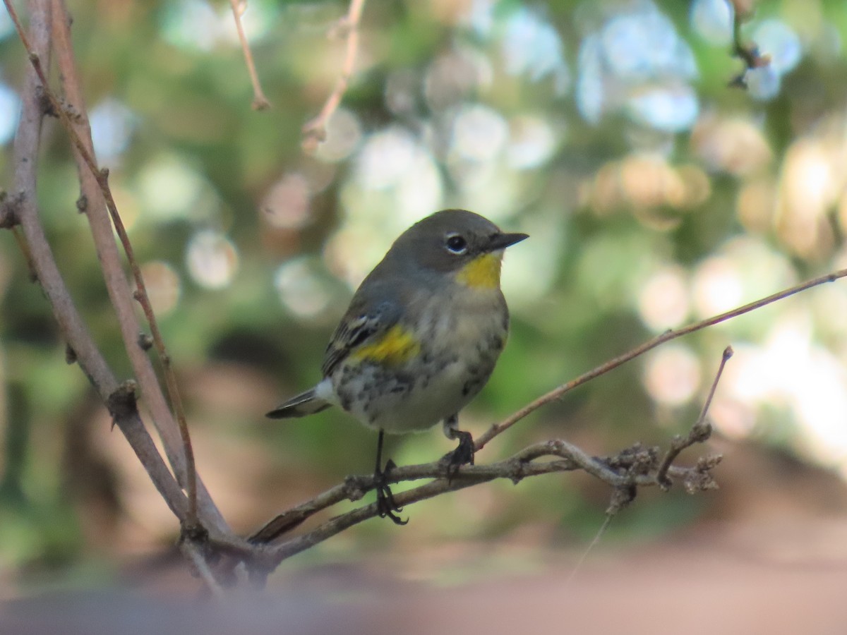 Yellow-rumped Warbler - ML643751243