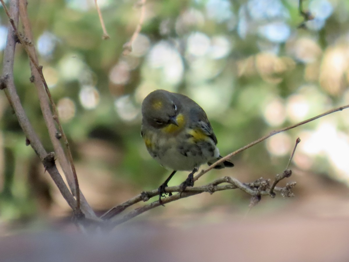 Yellow-rumped Warbler - ML643751244