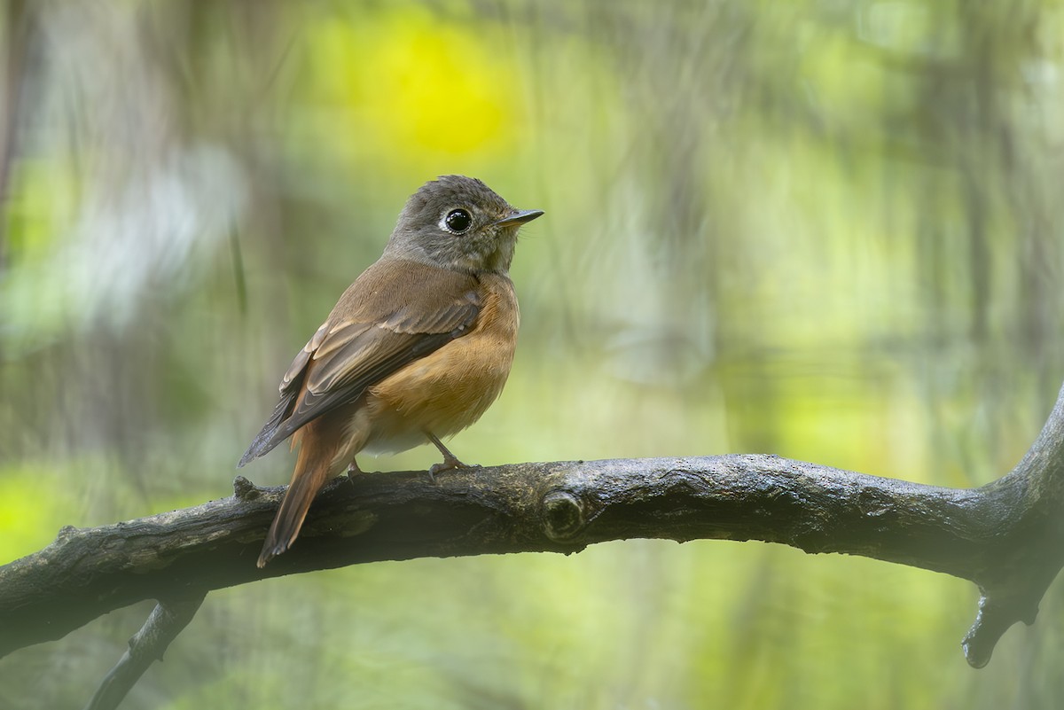 Ferruginous Flycatcher - ML643751245