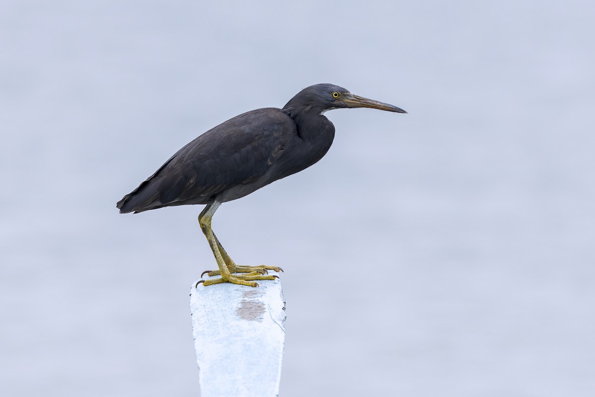 Восточная рифовая цапля - ML643751262