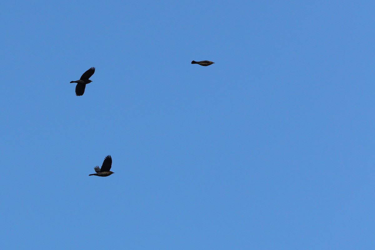Rusty Blackbird - ML643751266