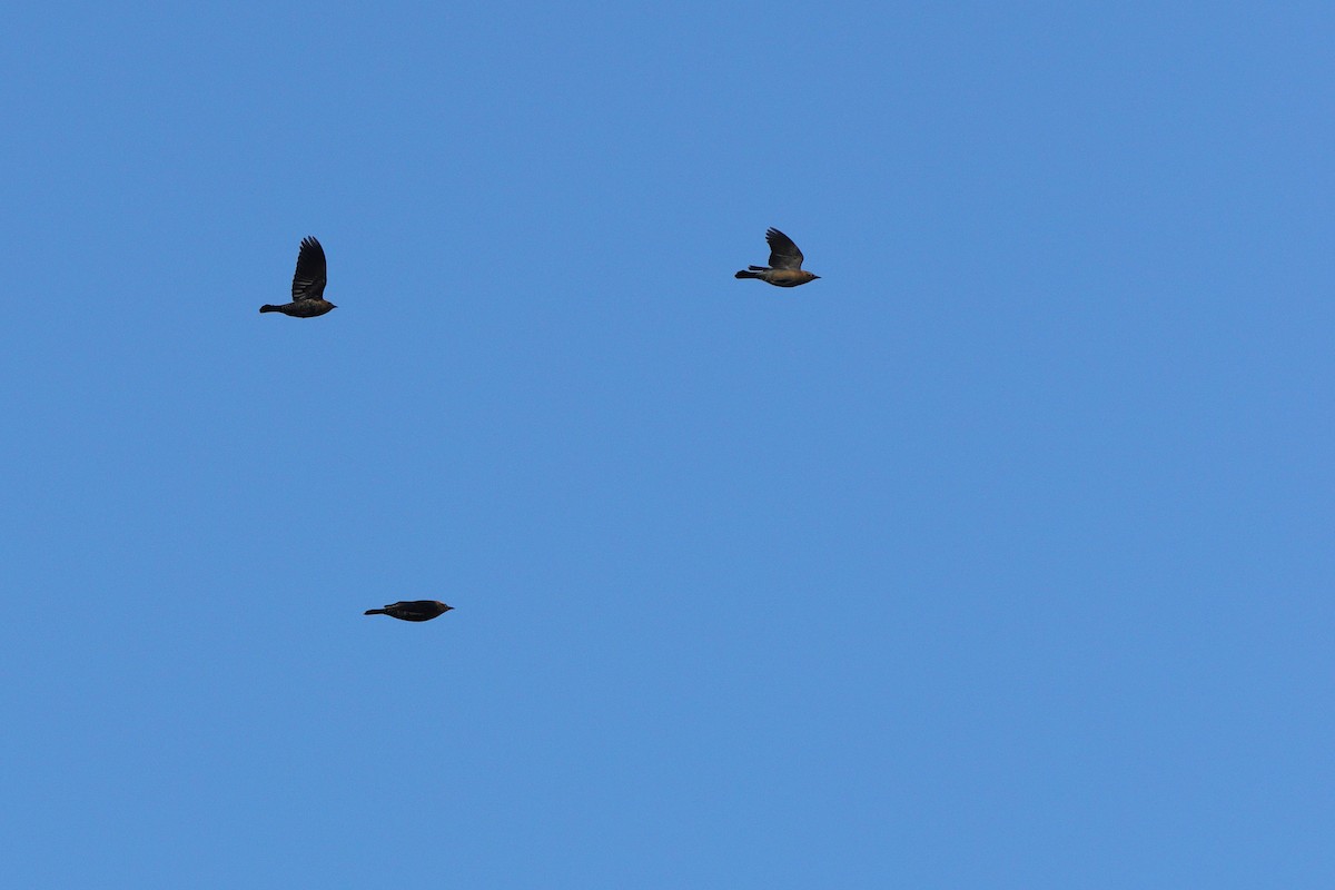 Rusty Blackbird - ML643751267