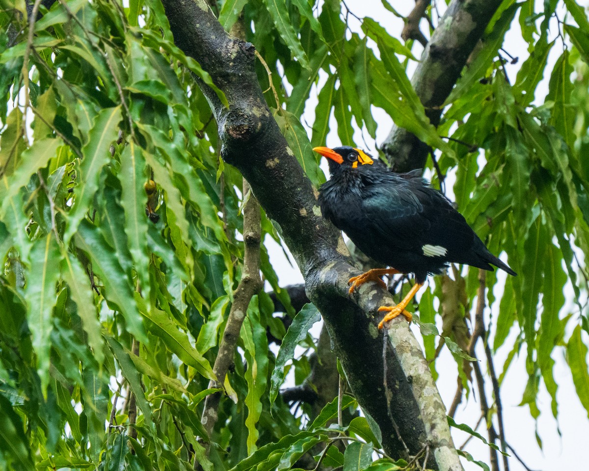Southern Hill Myna - ML643751273