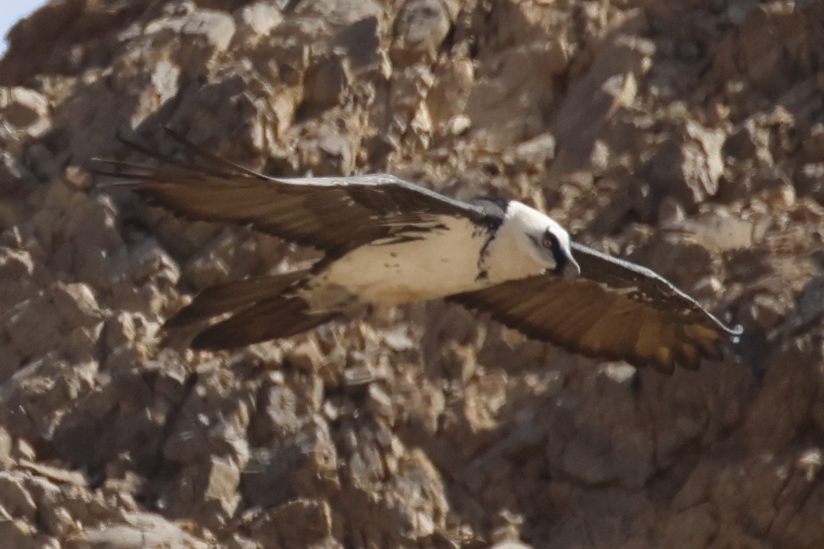 Bearded Vulture - ML643751278