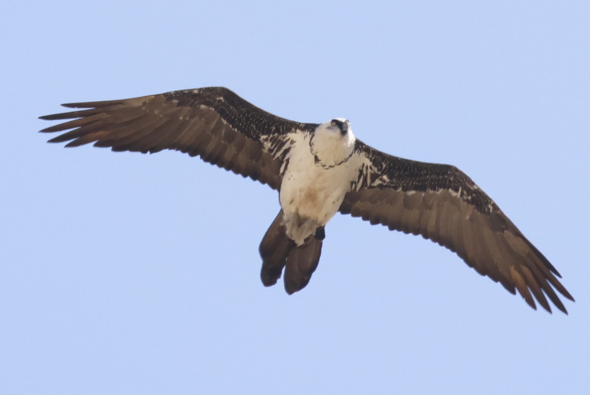 Bearded Vulture - ML643751283