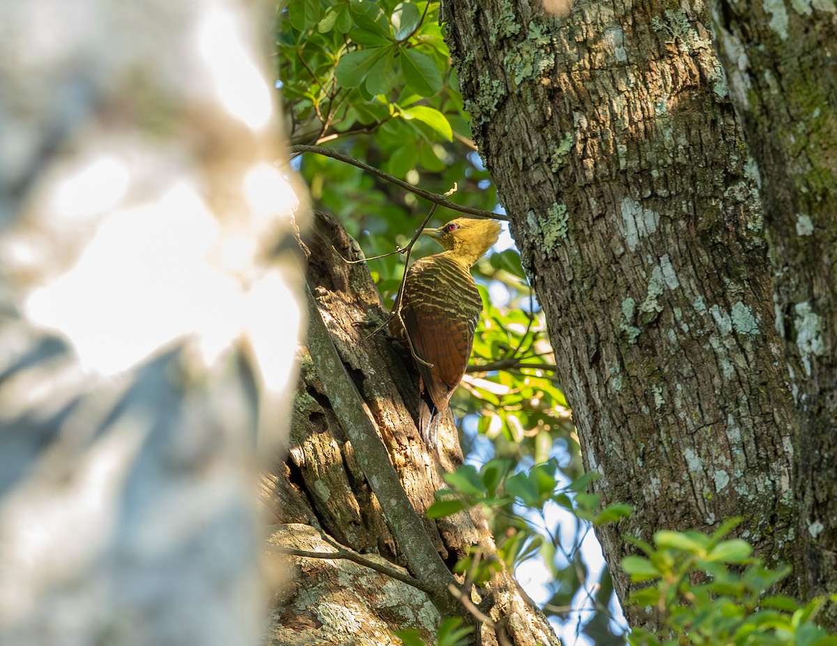 Pale-crested Woodpecker - ML643751301