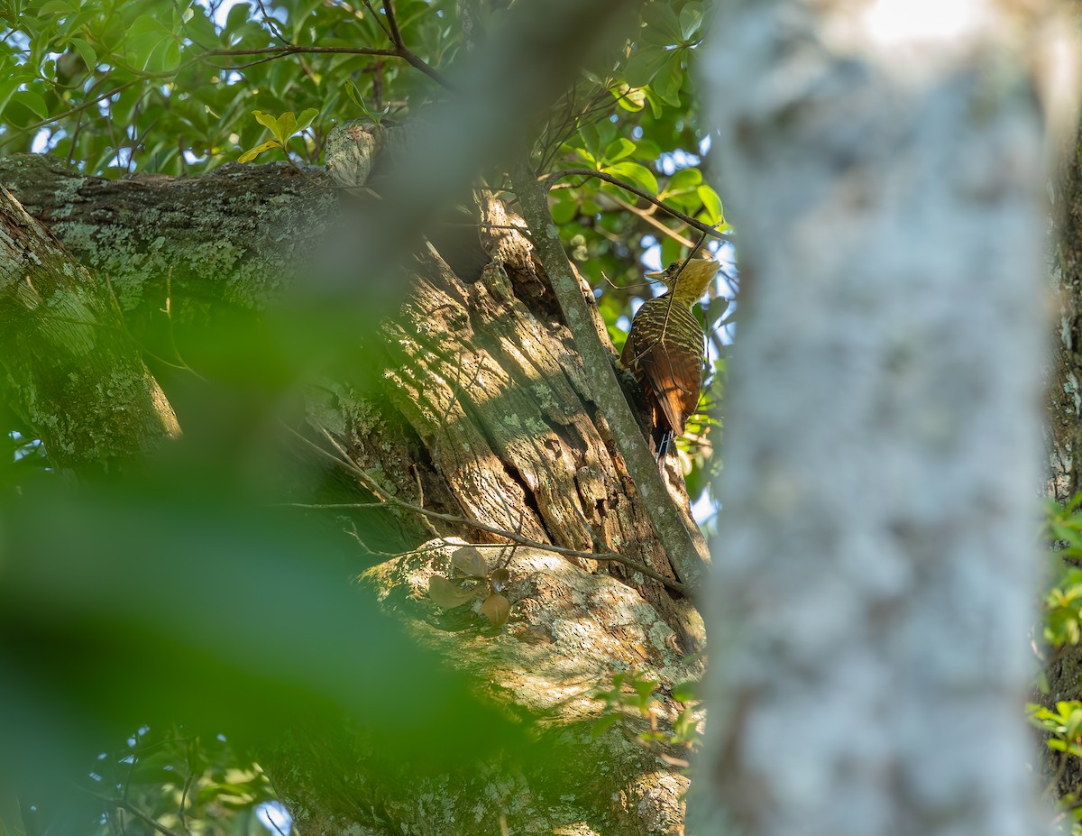 Pale-crested Woodpecker - ML643751302