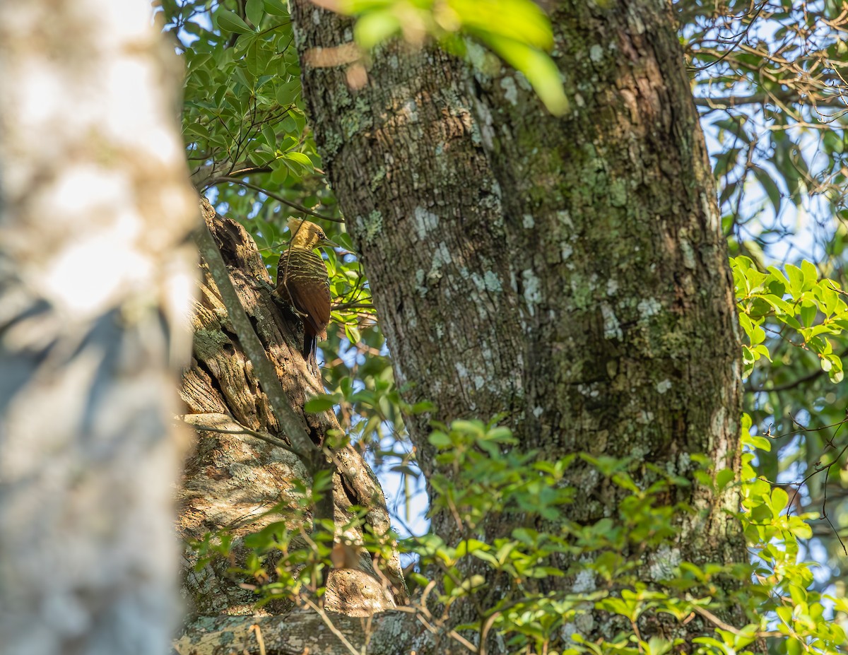 Pale-crested Woodpecker - ML643751303