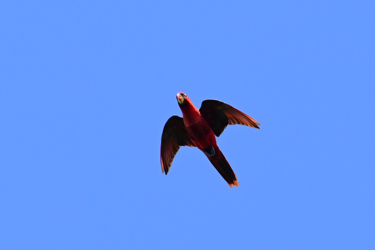 ベニインコ - ML643751314