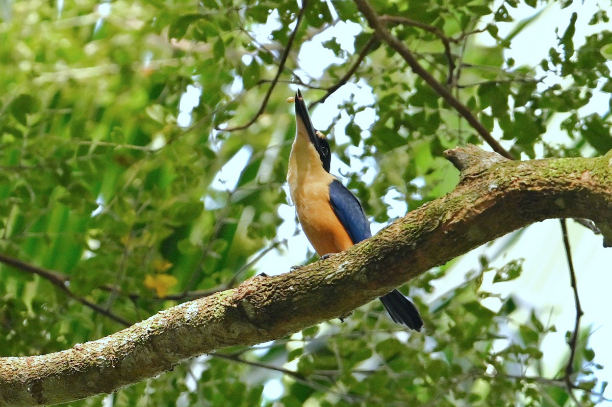 メラネシアショウビン - ML643751319