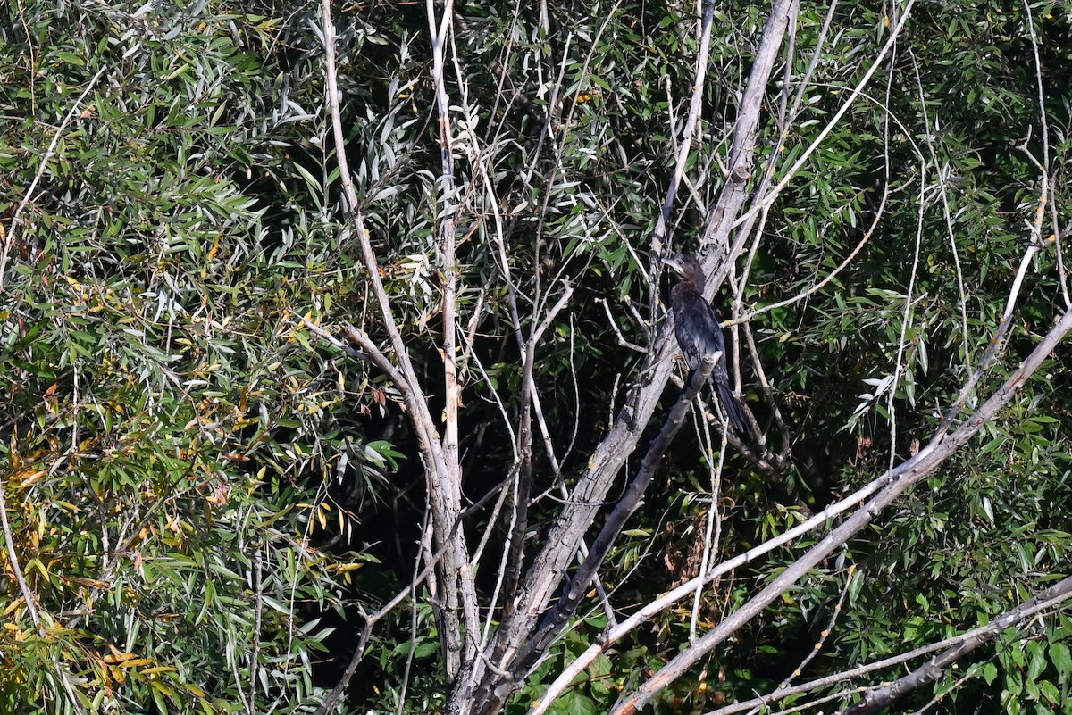 コビトウ - ML643751324