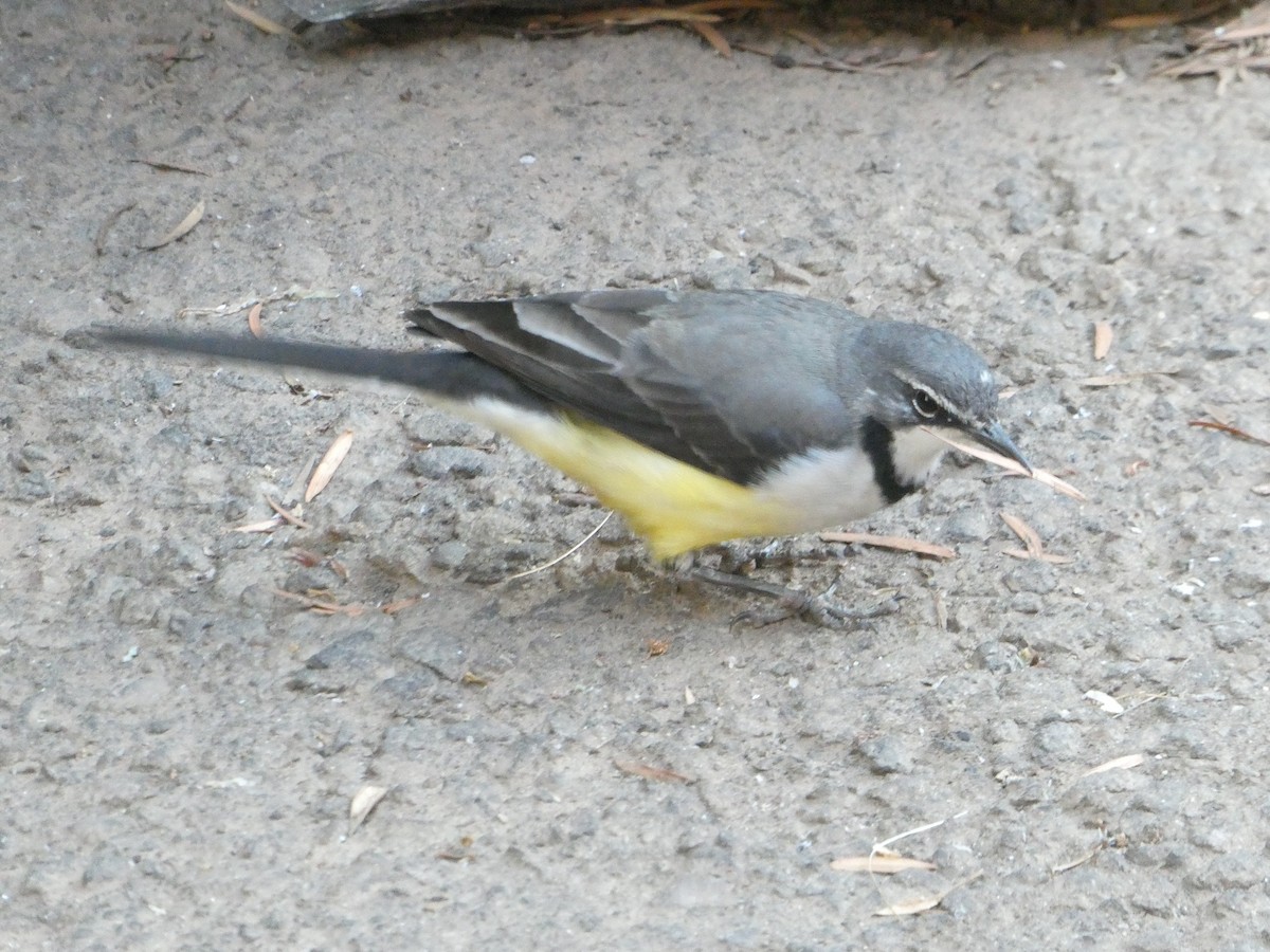 Madagascar Wagtail - ML643751331