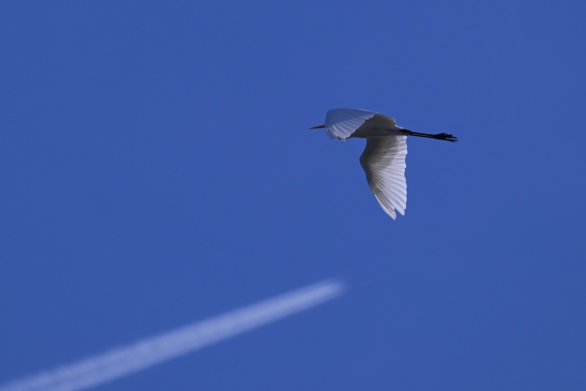 ダイサギ - ML643751337