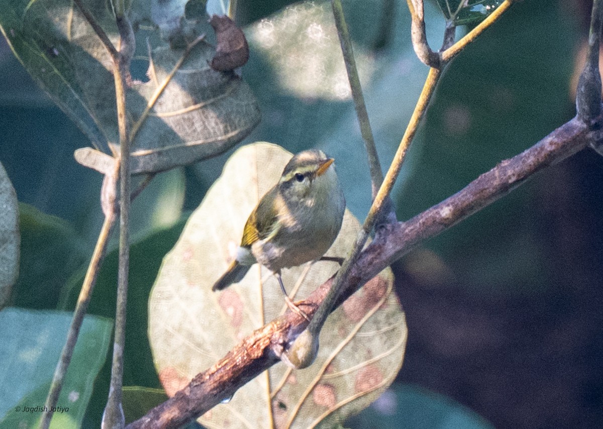 Greenish Warbler - ML643751344
