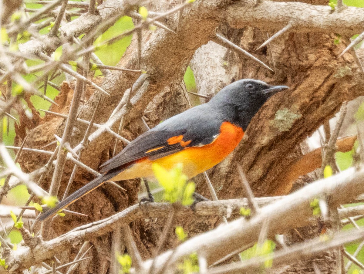 Small Minivet - ML643751360