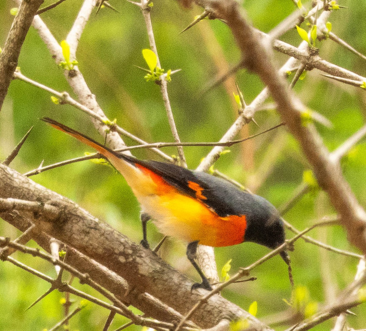 Small Minivet - ML643751361
