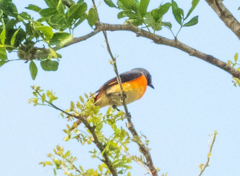 Small Minivet - ML643751362