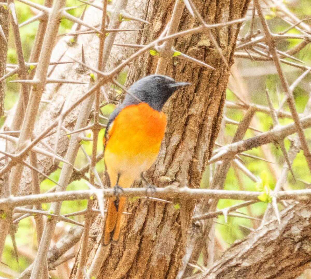 Small Minivet - ML643751363