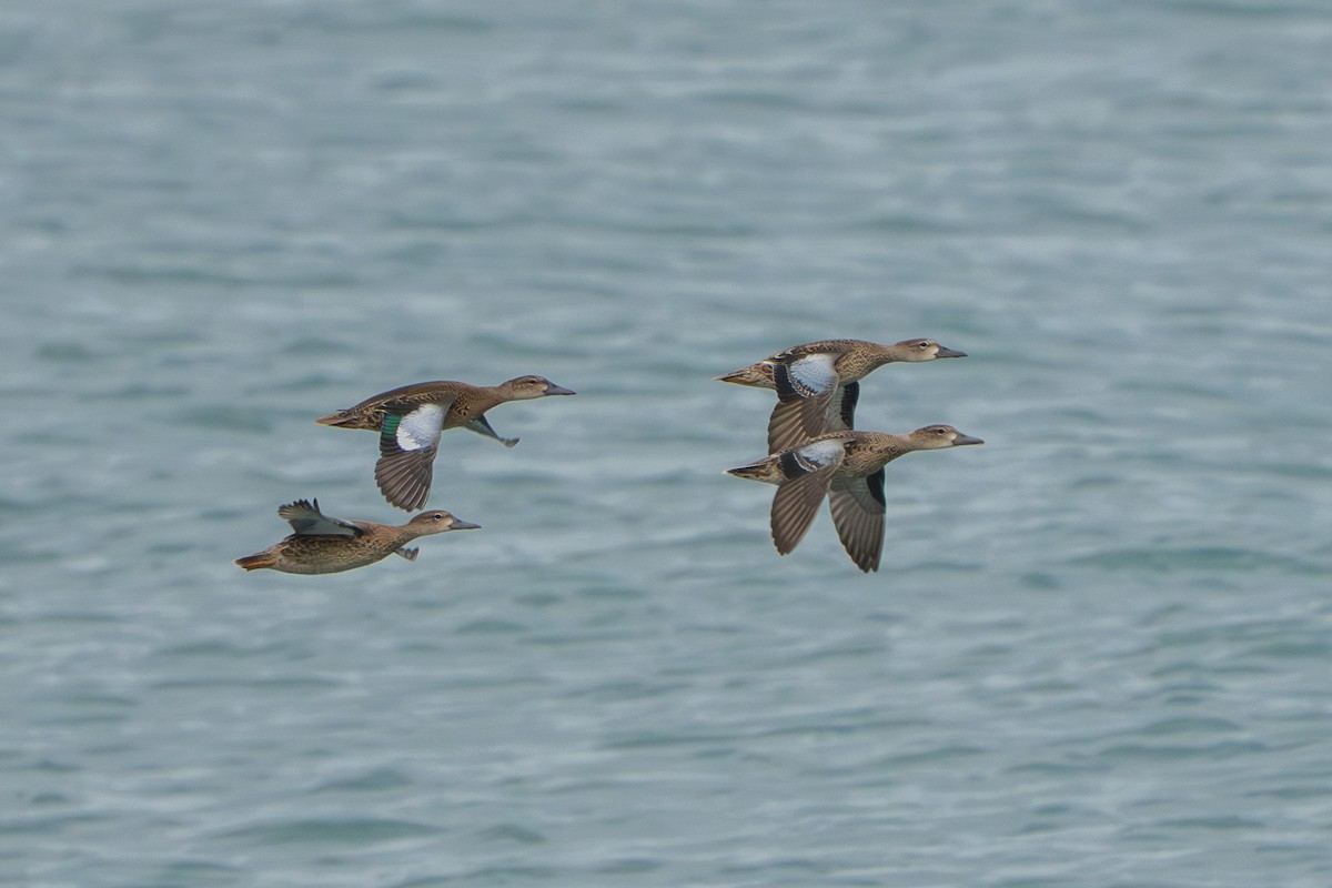 Blue-winged Teal - ML643751365