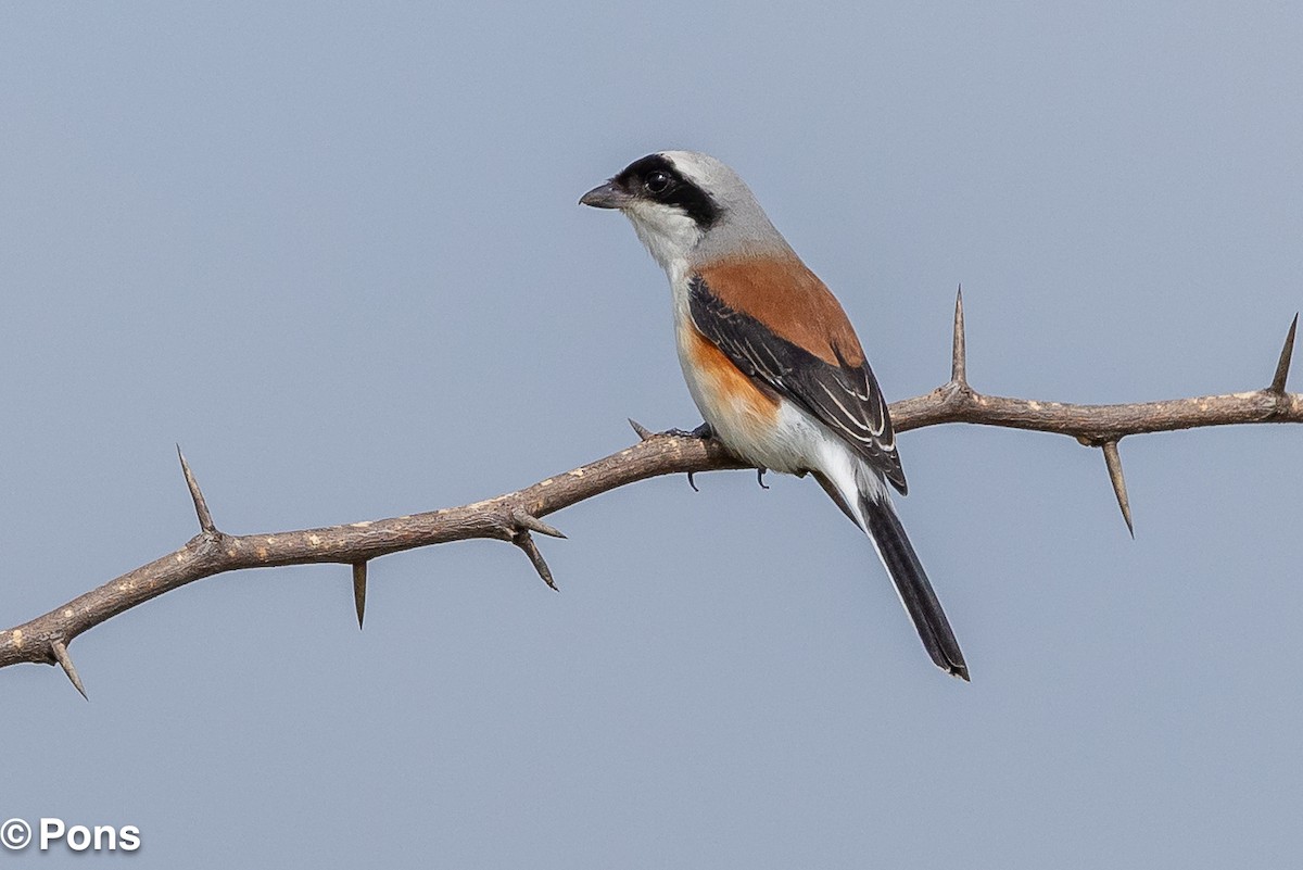 Bay-backed Shrike - ML643751380