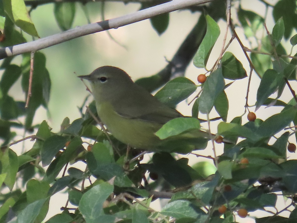 Orange-crowned Warbler - ML643751388