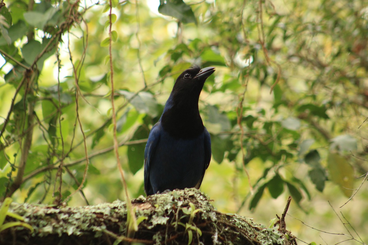 Chara Cerúlea - ML643751391