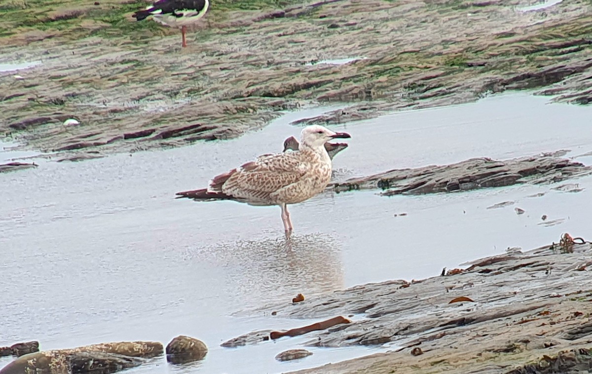 Caspian Gull - ML643751404