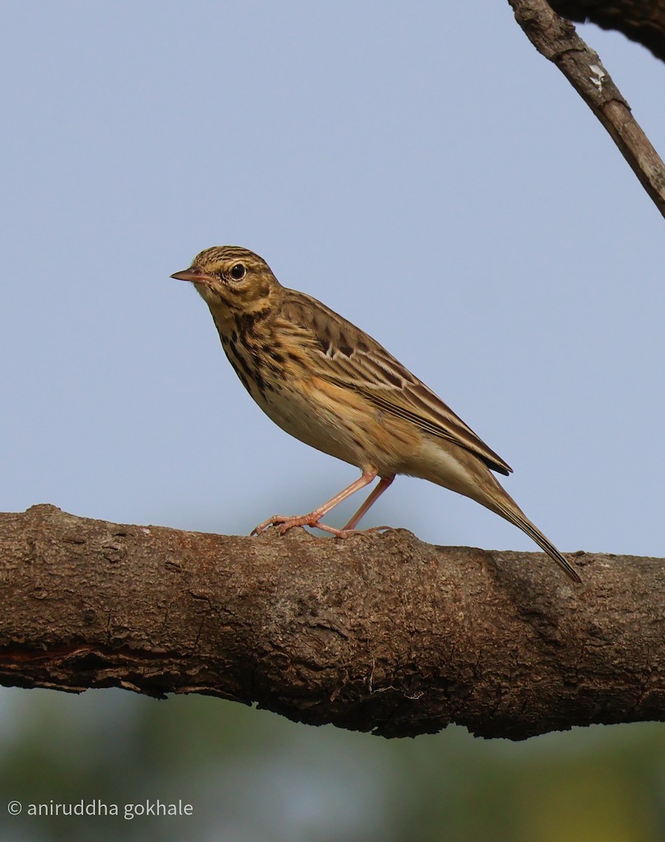 Tree Pipit - ML643751425