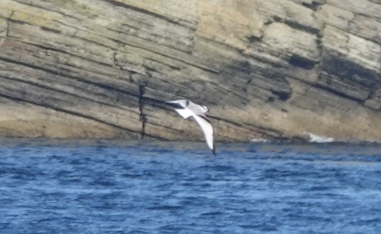Gaviota Tridáctila - ML643751438