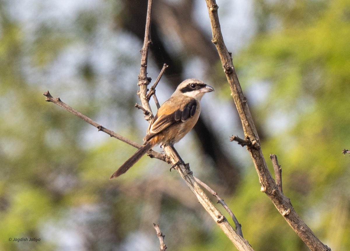 Long-tailed Shrike - ML643751440