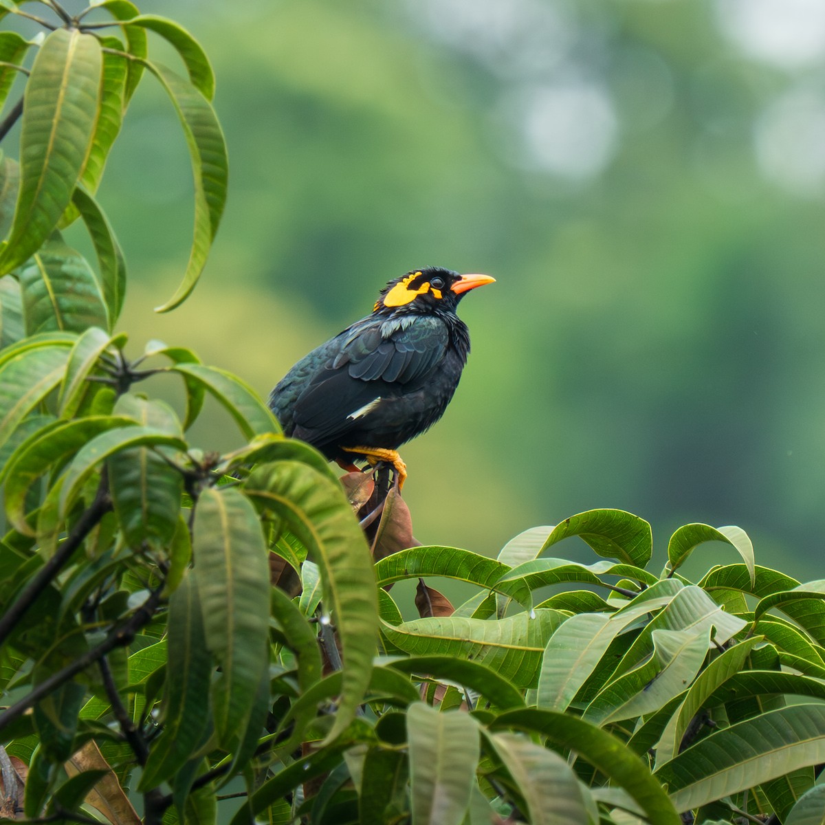 Southern Hill Myna - ML643751447
