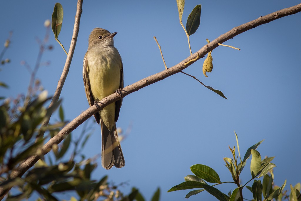 Large Elaenia - ML643751455