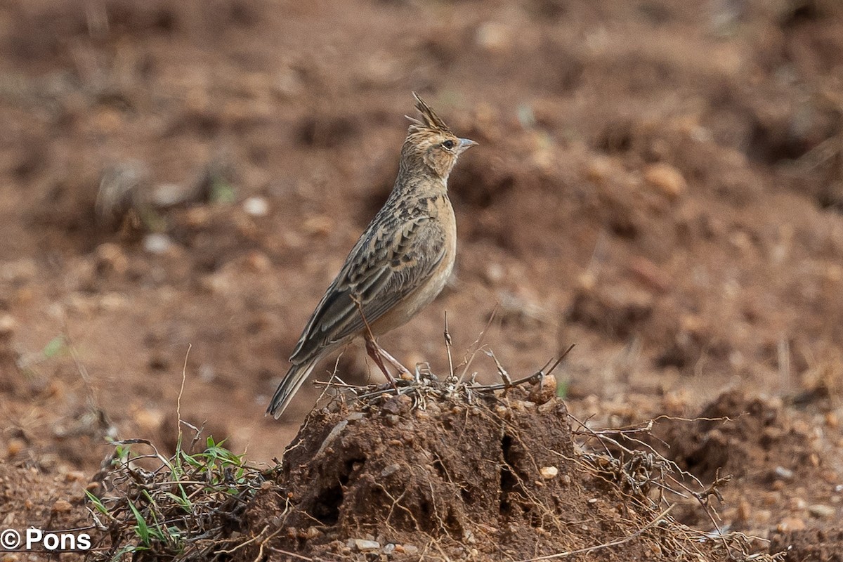 Tawny Lark - ML643751462