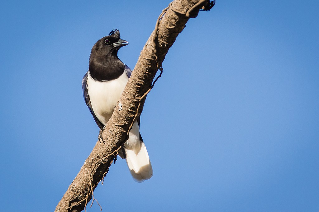 Curl-crested Jay - ML643751463