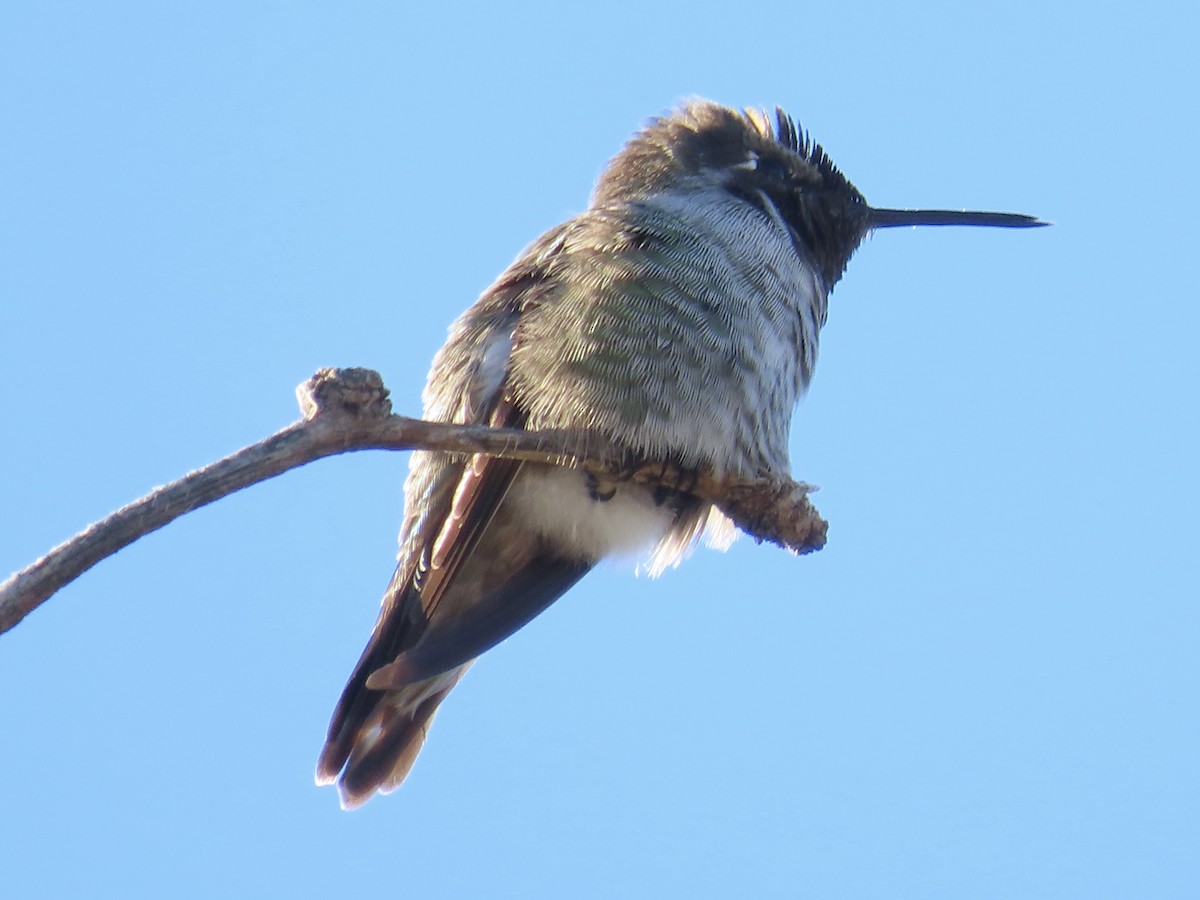 Anna's Hummingbird - ML643751469