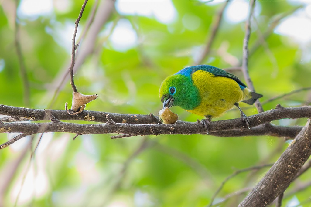 Blue-naped Chlorophonia - ML643751470