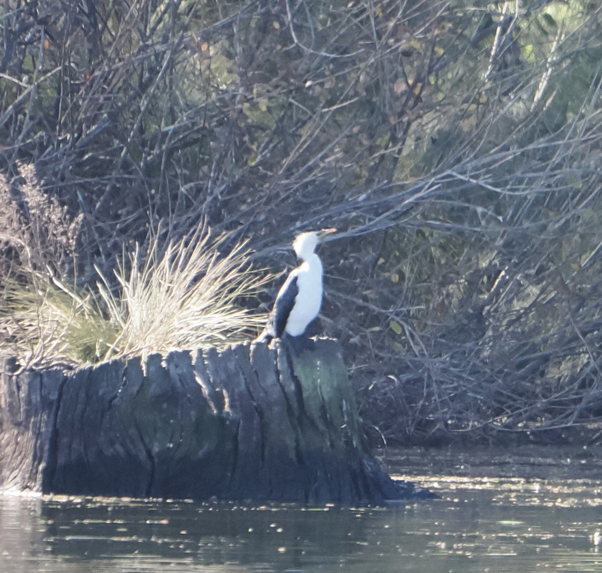 Little Pied Cormorant - ML643751471