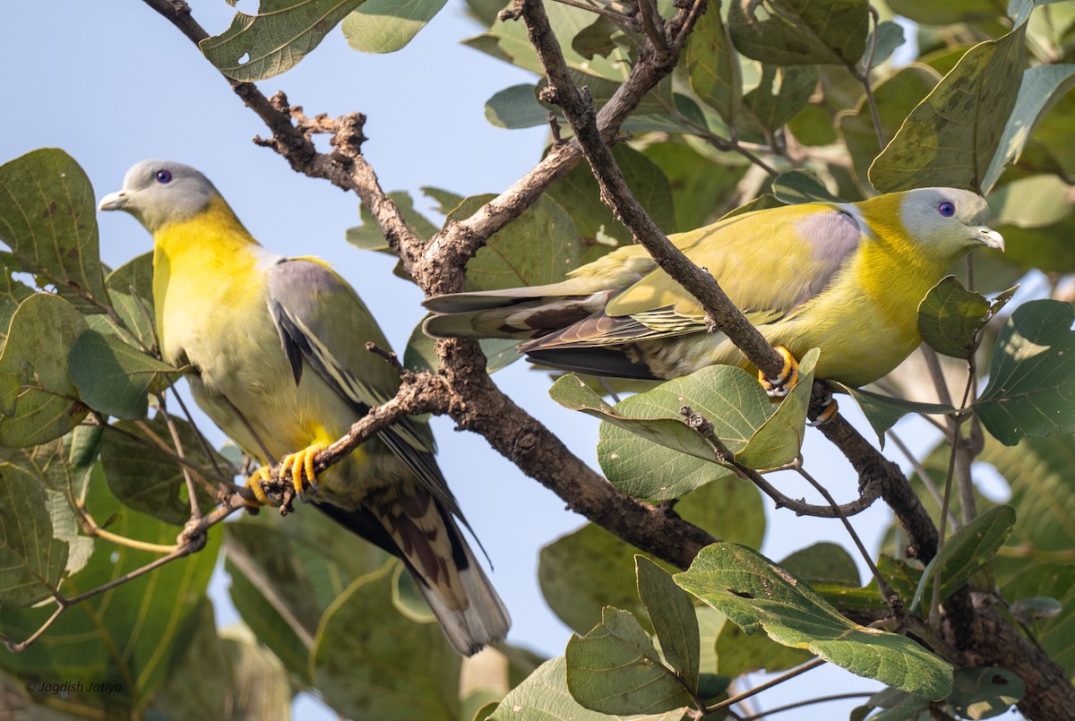 Yellow-footed Green-Pigeon - ML643751477
