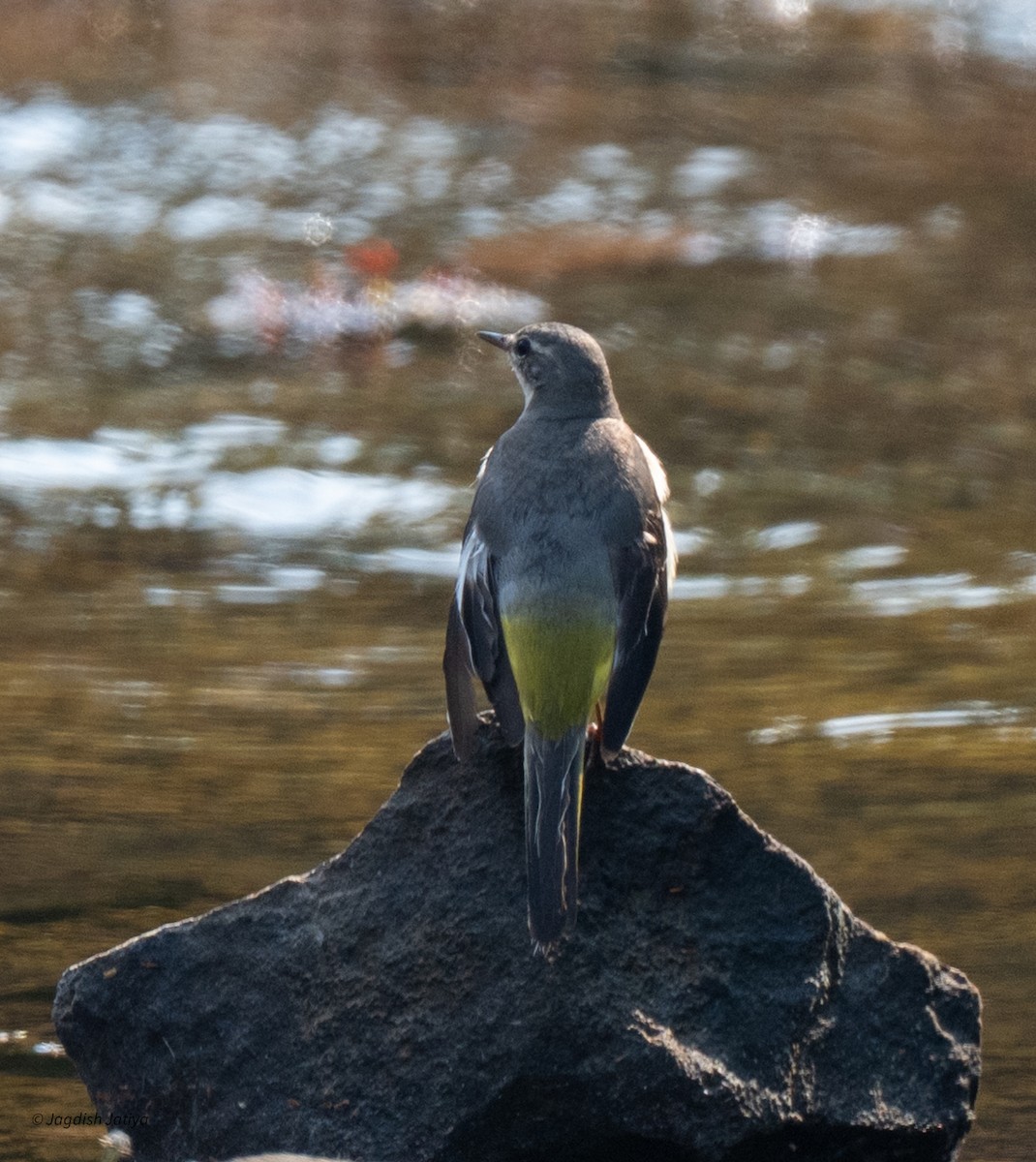 Gray Wagtail - ML643751481