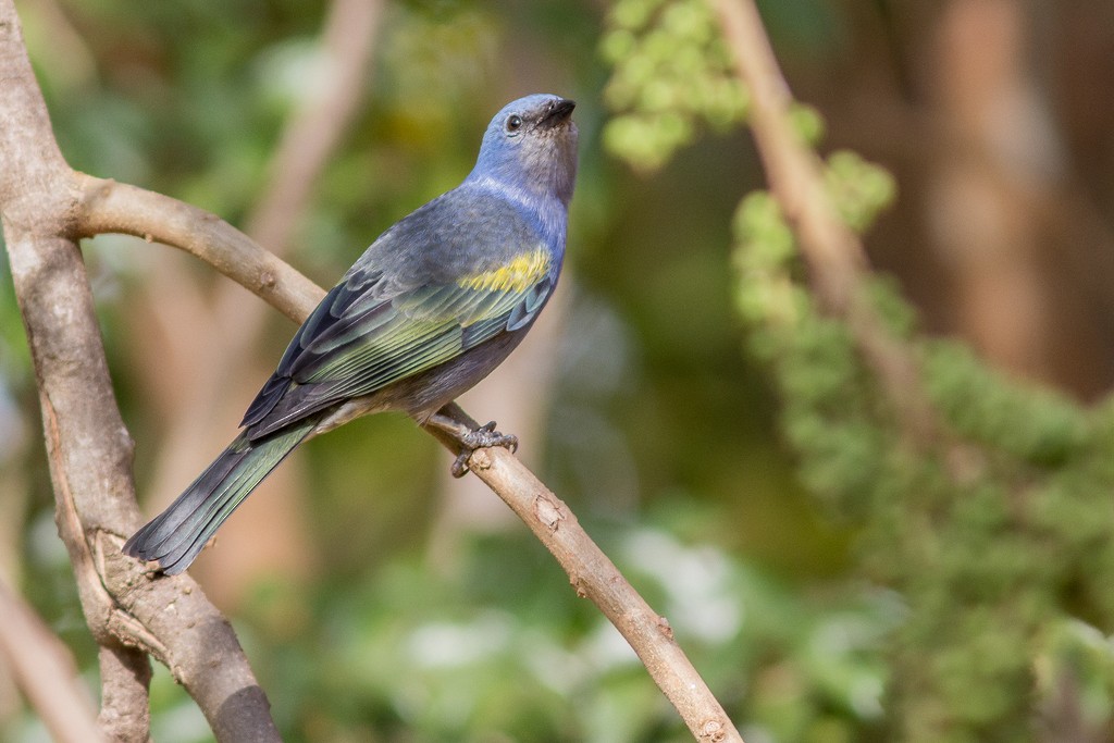 Golden-chevroned Tanager - ML643751482