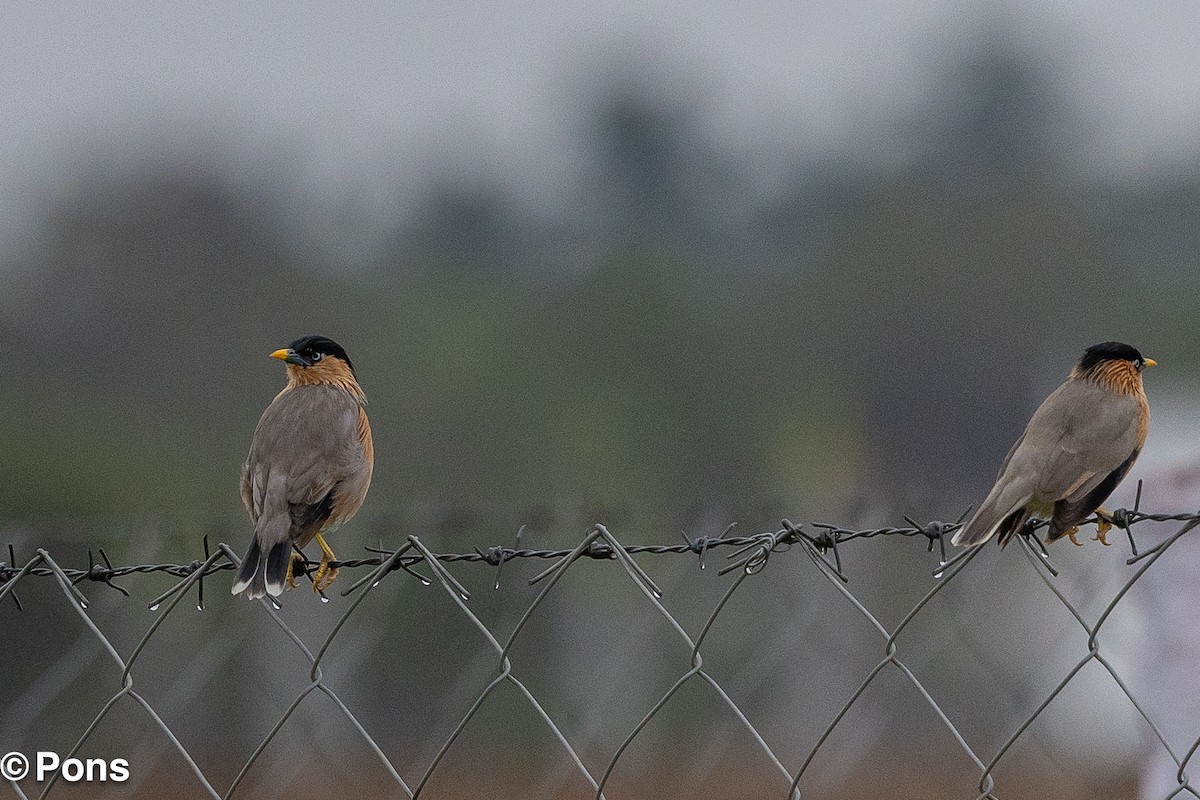 Brahminy Starling - ML643751489