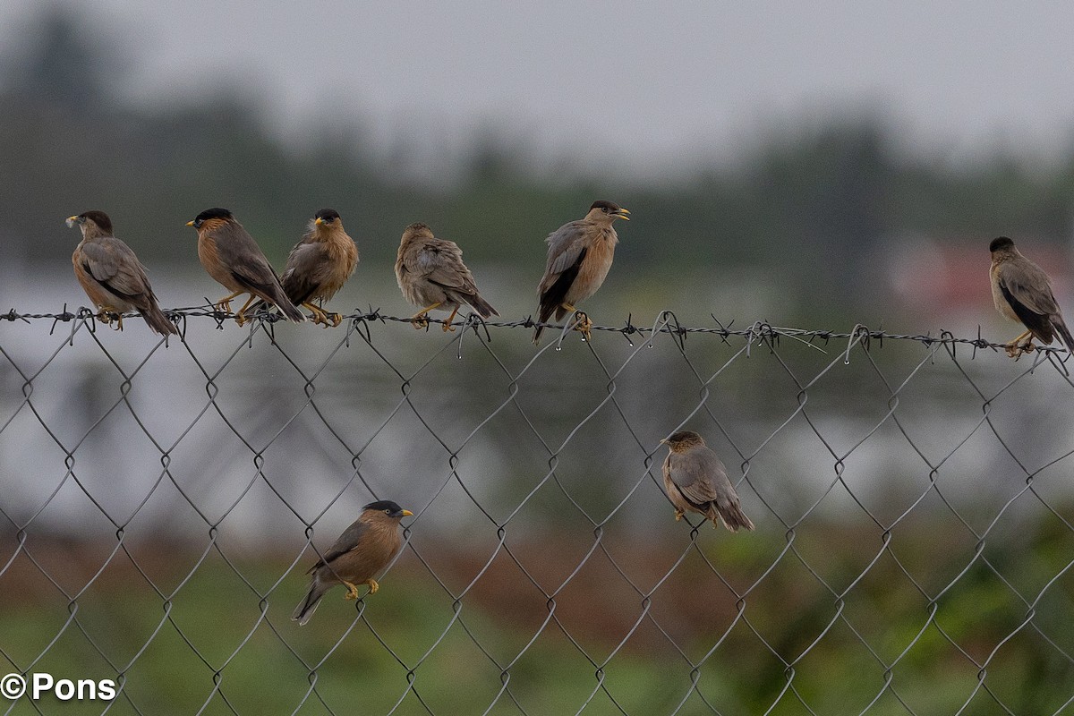 Brahminy Starling - ML643751490