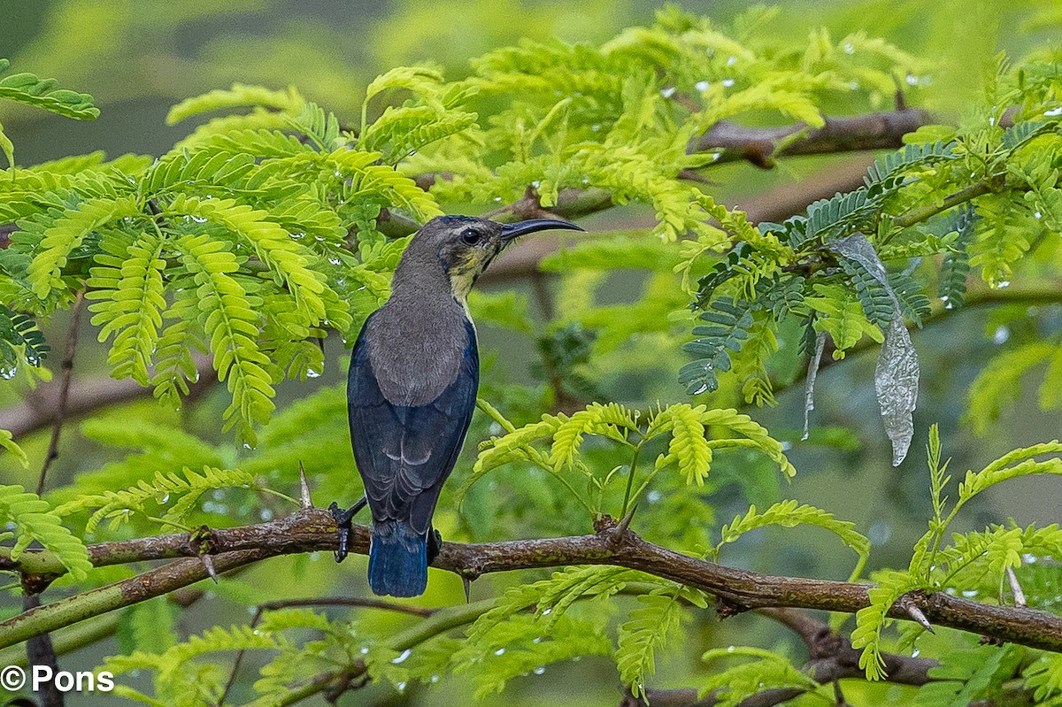 Purple Sunbird - ML643751499