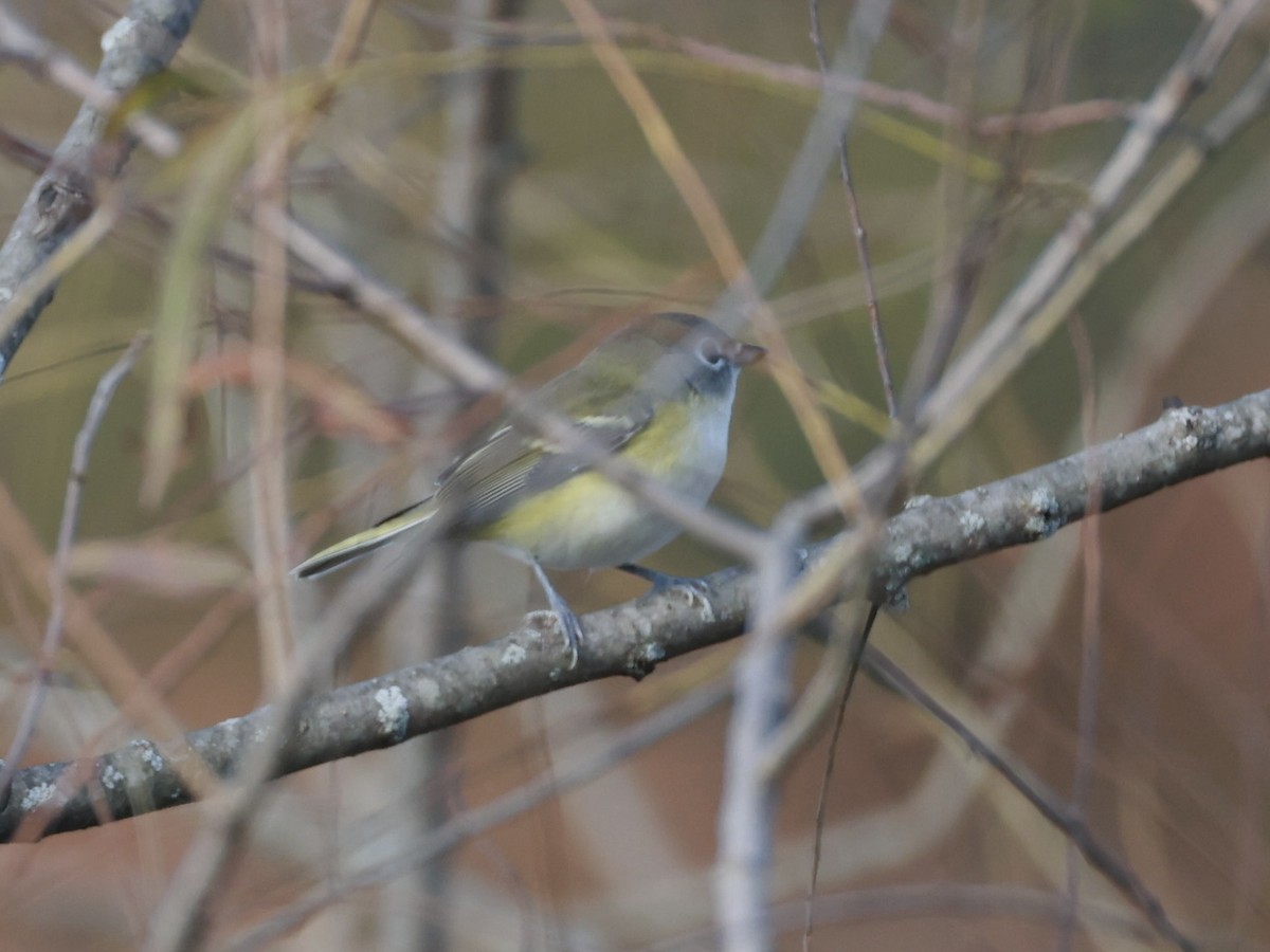 Blue-headed Vireo - ML643751500
