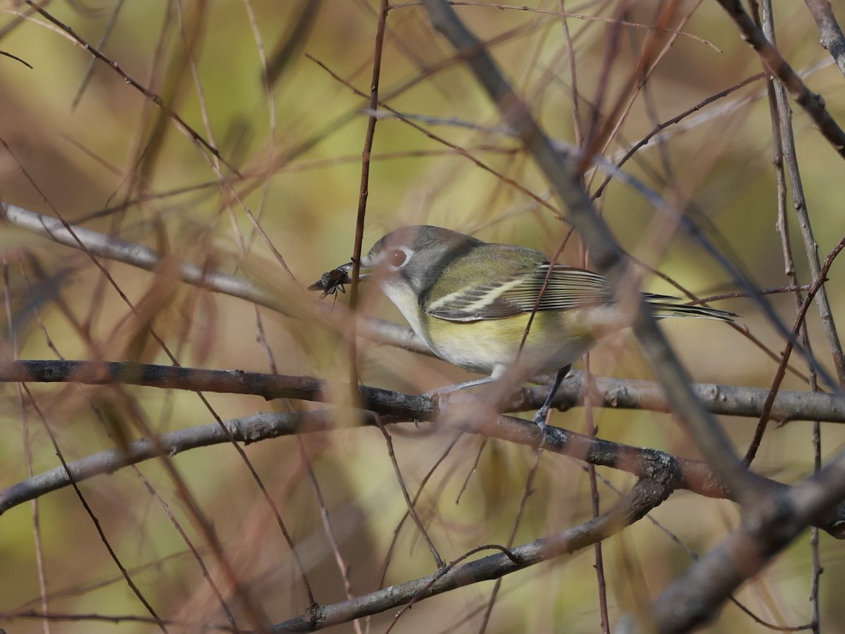 Blue-headed Vireo - ML643751503